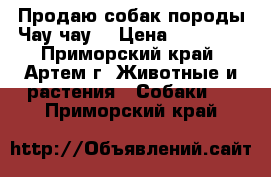 Продаю собак породы Чау-чау. › Цена ­ 17 000 - Приморский край, Артем г. Животные и растения » Собаки   . Приморский край